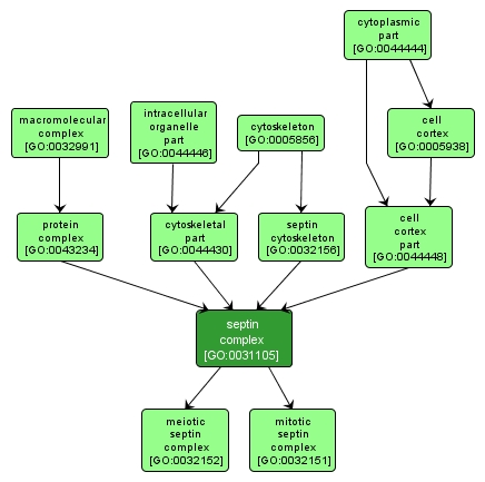 GO:0031105 - septin complex (interactive image map)