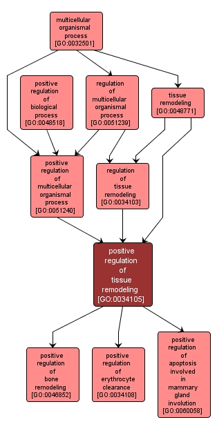 GO:0034105 - positive regulation of tissue remodeling (interactive image map)