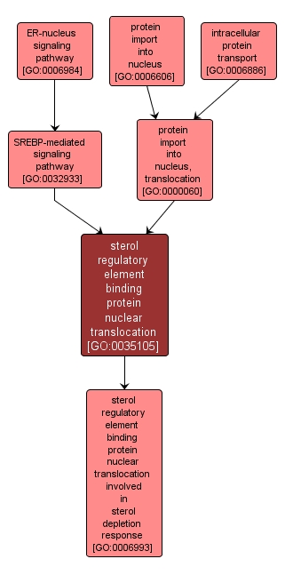 GO:0035105 - sterol regulatory element binding protein nuclear translocation (interactive image map)