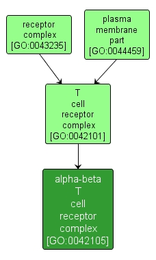 GO:0042105 - alpha-beta T cell receptor complex (interactive image map)