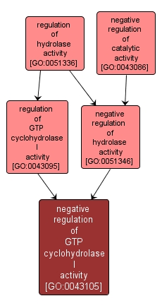 GO:0043105 - negative regulation of GTP cyclohydrolase I activity (interactive image map)