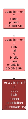 GO:0048105 - establishment of body hair planar orientation (interactive image map)