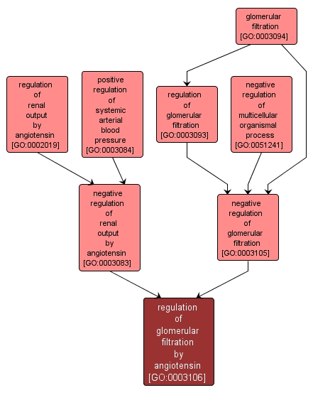 GO:0003106 - regulation of glomerular filtration by angiotensin (interactive image map)