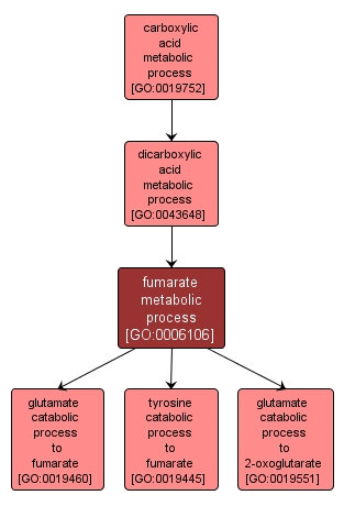 GO:0006106 - fumarate metabolic process (interactive image map)