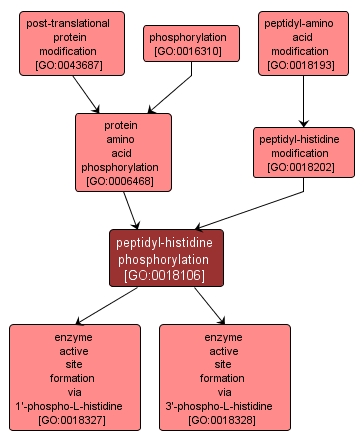 GO:0018106 - peptidyl-histidine phosphorylation (interactive image map)
