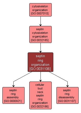 GO:0031106 - septin ring organization (interactive image map)