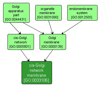 GO:0033106 - cis-Golgi network membrane (interactive image map)