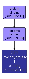 GO:0043106 - GTP cyclohydrolase I binding (interactive image map)