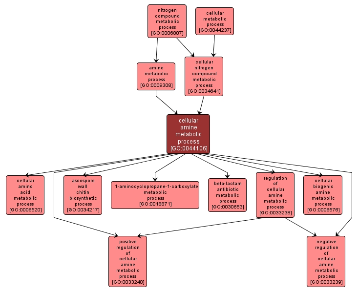 GO:0044106 - cellular amine metabolic process (interactive image map)