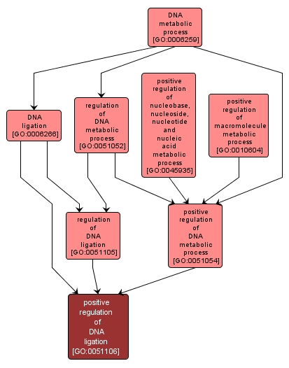 GO:0051106 - positive regulation of DNA ligation (interactive image map)