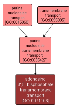 GO:0071106 - adenosine 3',5'-bisphosphate transmembrane transport (interactive image map)