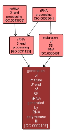 GO:0002107 - generation of mature 3'-end of 5S rRNA generated by RNA polymerase III (interactive image map)