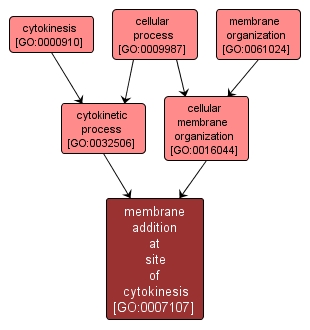 GO:0007107 - membrane addition at site of cytokinesis (interactive image map)