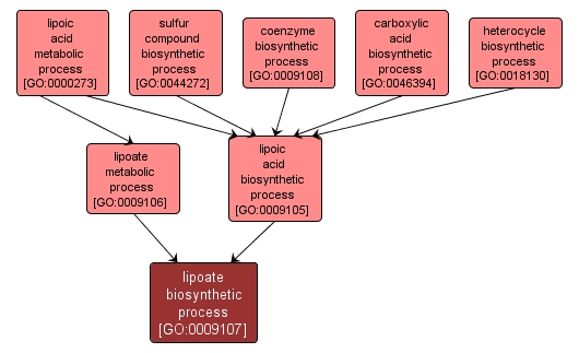 GO:0009107 - lipoate biosynthetic process (interactive image map)