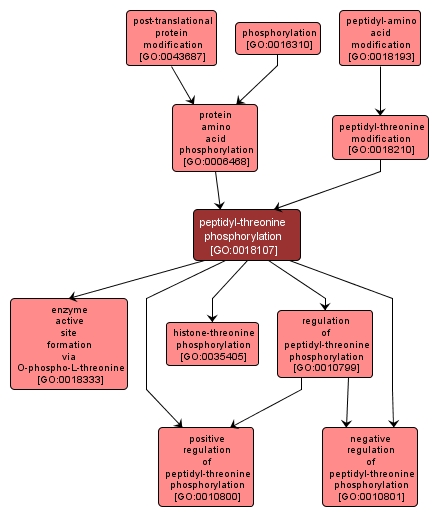 GO:0018107 - peptidyl-threonine phosphorylation (interactive image map)