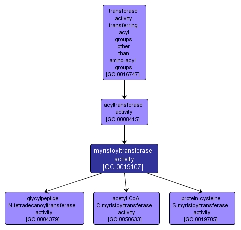 GO:0019107 - myristoyltransferase activity (interactive image map)