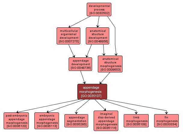 GO:0035107 - appendage morphogenesis (interactive image map)