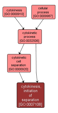 GO:0007108 - cytokinesis, initiation of separation (interactive image map)