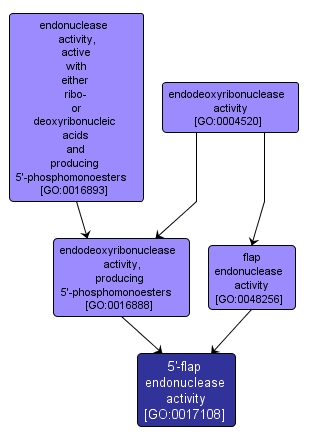 GO:0017108 - 5'-flap endonuclease activity (interactive image map)