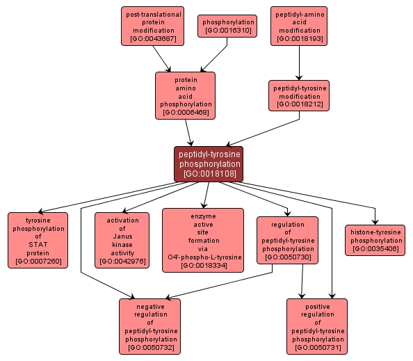 GO:0018108 - peptidyl-tyrosine phosphorylation (interactive image map)