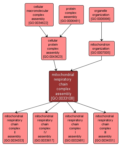 GO:0033108 - mitochondrial respiratory chain complex assembly (interactive image map)