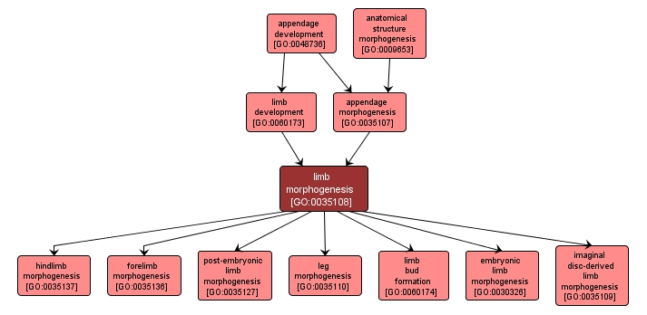 GO:0035108 - limb morphogenesis (interactive image map)