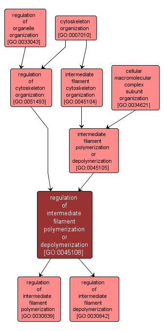 GO:0045108 - regulation of intermediate filament polymerization or depolymerization (interactive image map)