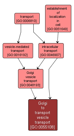 GO:0055108 - Golgi to transport vesicle transport (interactive image map)