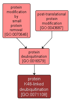 GO:0071108 - protein K48-linked deubiquitination (interactive image map)