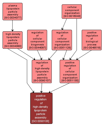 GO:0090108 - positive regulation of high-density lipoprotein particle assembly (interactive image map)