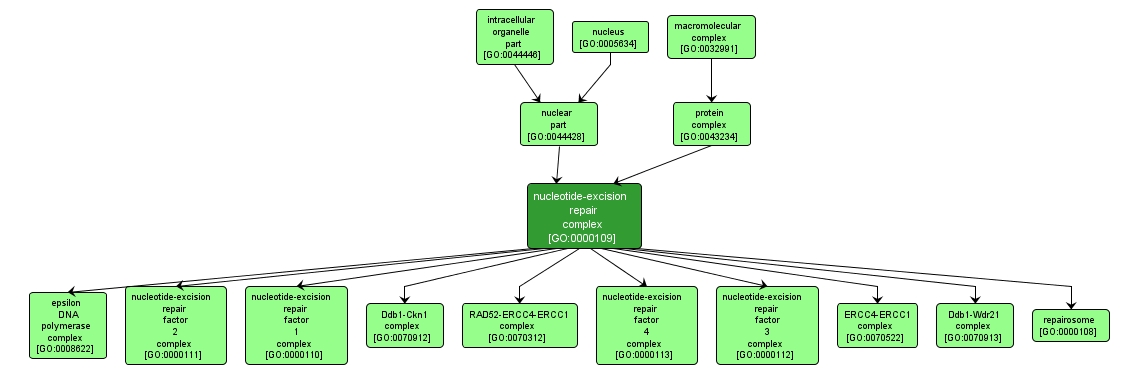 GO:0000109 - nucleotide-excision repair complex (interactive image map)