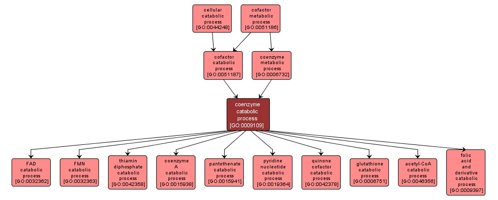 GO:0009109 - coenzyme catabolic process (interactive image map)