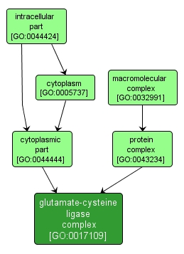 GO:0017109 - glutamate-cysteine ligase complex (interactive image map)