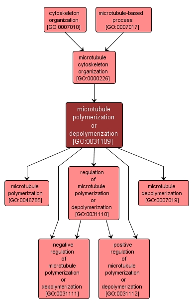 GO:0031109 - microtubule polymerization or depolymerization (interactive image map)