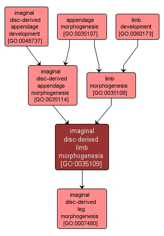 GO:0035109 - imaginal disc-derived limb morphogenesis (interactive image map)