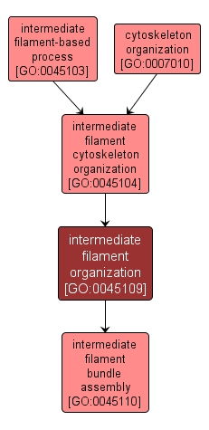 GO:0045109 - intermediate filament organization (interactive image map)