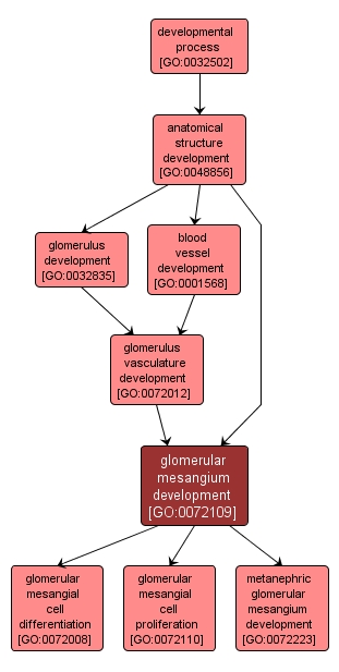 GO:0072109 - glomerular mesangium development (interactive image map)