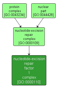 GO:0000110 - nucleotide-excision repair factor 1 complex (interactive image map)