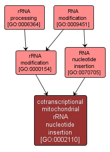 GO:0002110 - cotranscriptional mitochondrial rRNA nucleotide insertion (interactive image map)