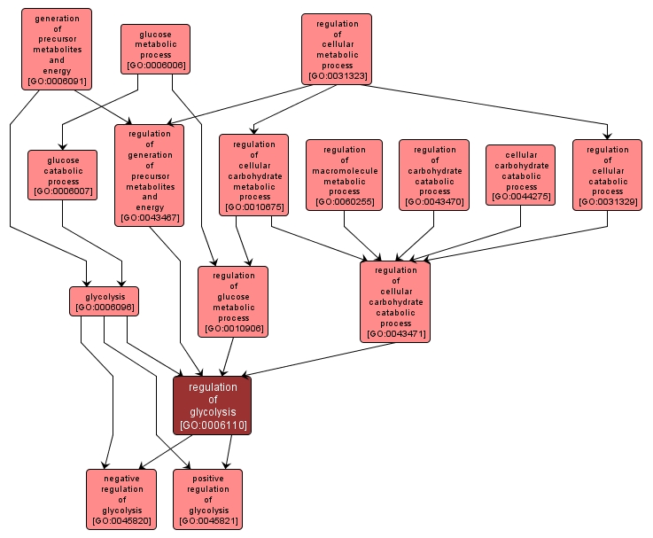 GO:0006110 - regulation of glycolysis (interactive image map)