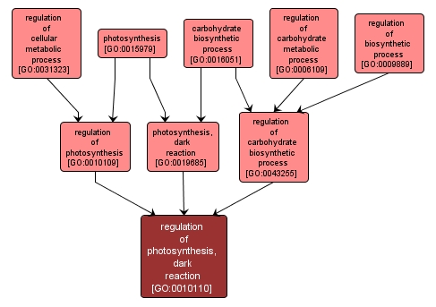GO:0010110 - regulation of photosynthesis, dark reaction (interactive image map)