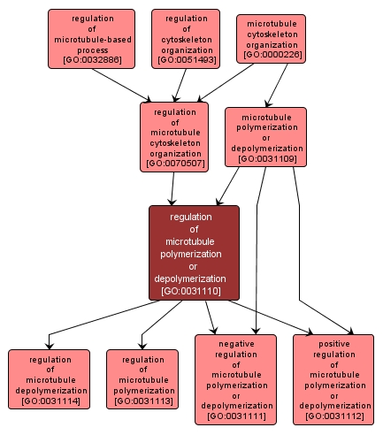 GO:0031110 - regulation of microtubule polymerization or depolymerization (interactive image map)