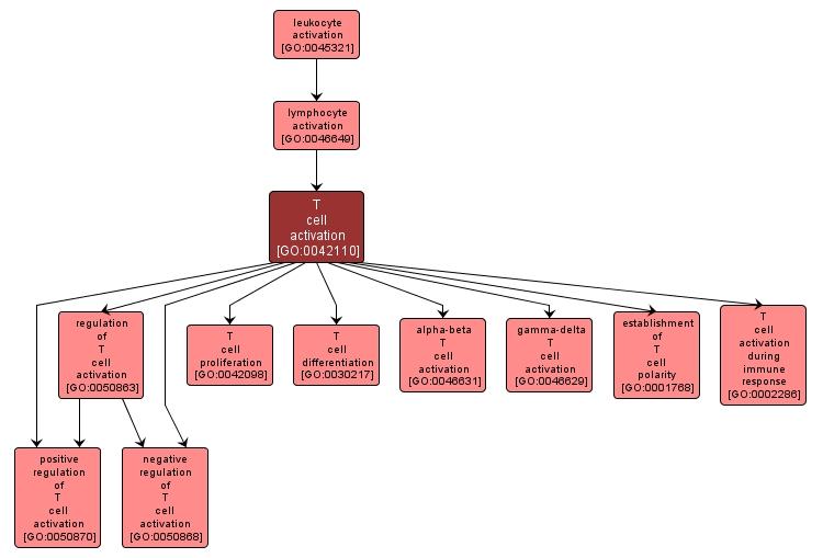 GO:0042110 - T cell activation (interactive image map)