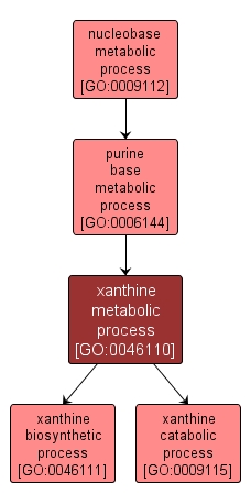 GO:0046110 - xanthine metabolic process (interactive image map)