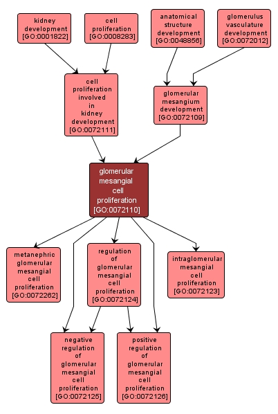 GO:0072110 - glomerular mesangial cell proliferation (interactive image map)