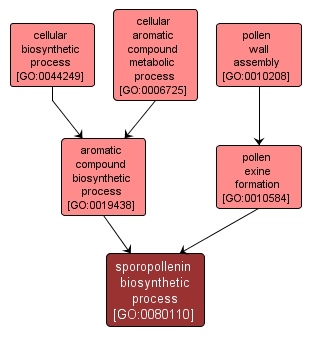 GO:0080110 - sporopollenin biosynthetic process (interactive image map)