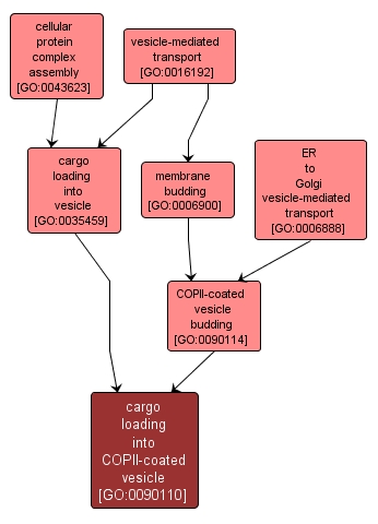 GO:0090110 - cargo loading into COPII-coated vesicle (interactive image map)