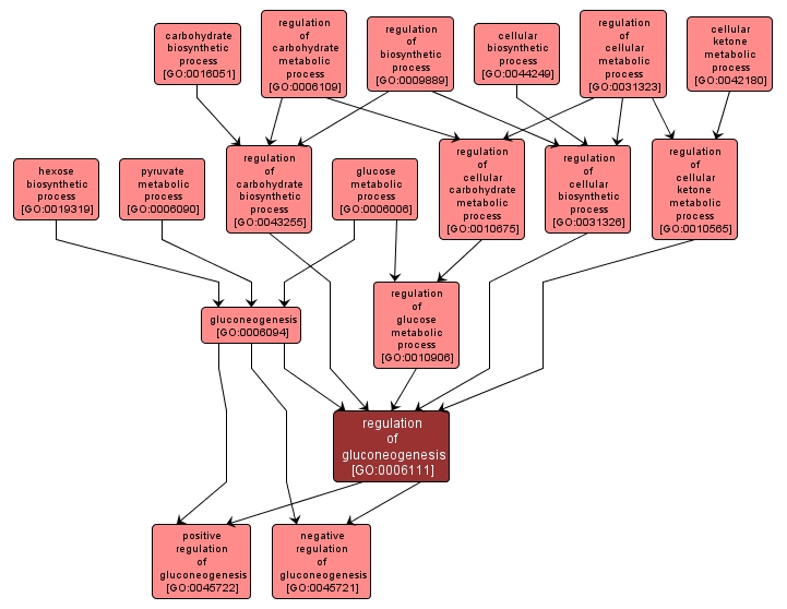 GO:0006111 - regulation of gluconeogenesis (interactive image map)