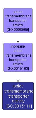 GO:0015111 - iodide transmembrane transporter activity (interactive image map)