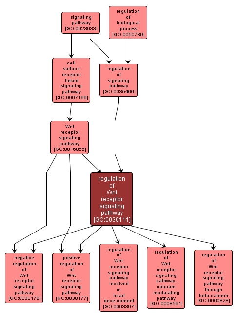 GO:0030111 - regulation of Wnt receptor signaling pathway (interactive image map)